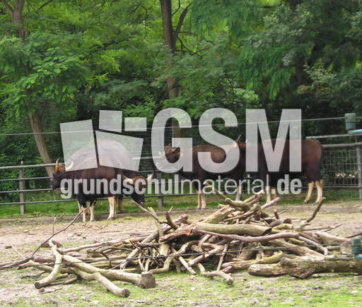 Gaur-2.jpg